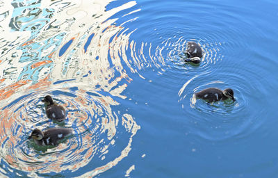 High angle view of turtle swimming in lake