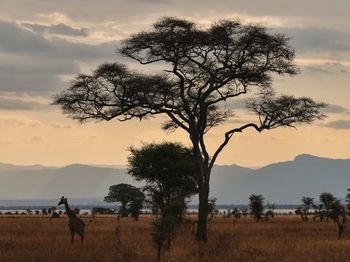 View of tree on field against sky