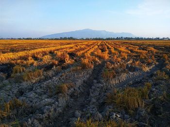 Scenic view of field against sky