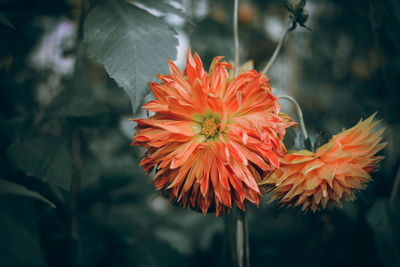 Close-up of orange flower