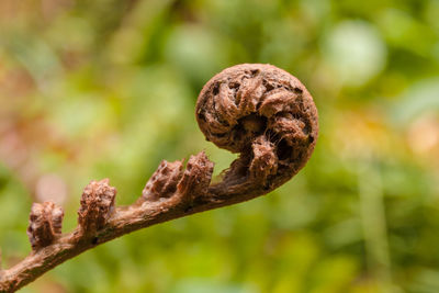 Close-up of lizard on tree