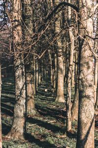 Bare trees in forest