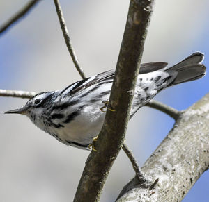 Low angle view of bird perching on branch
