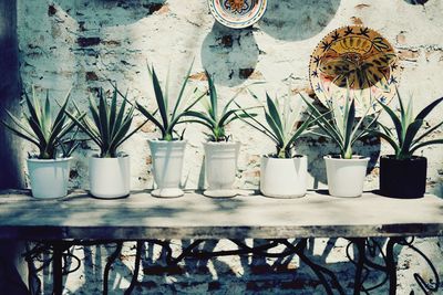 Close-up of potted plants on table against wall