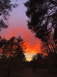Silhouette trees against sky during sunset