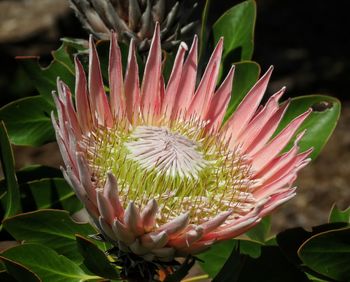 Close-up of flower blooming outdoors