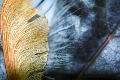 Close-up of feather on plant