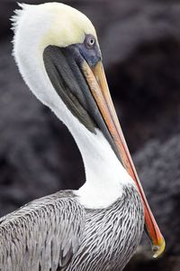 Close-up of pelican