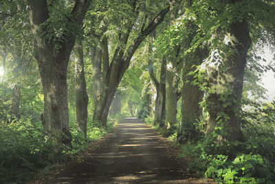 Footpath amidst trees in forest