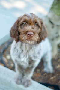 Close-up portrait of puppy