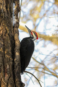 Low angle view of bird perching on tree