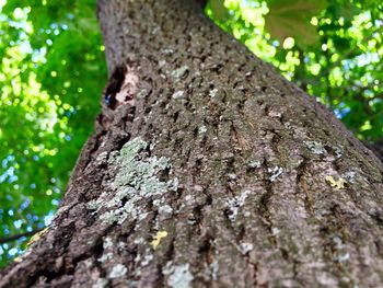 Close-up of tree trunk