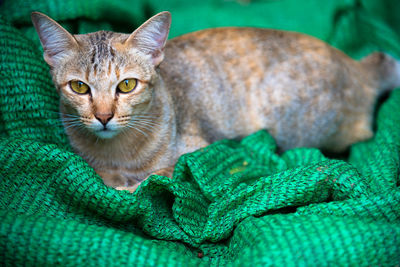 Close-up portrait of a cat