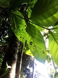 leaf