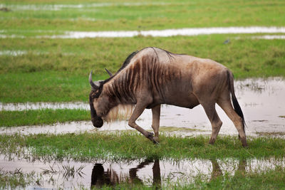 Side view of a horse drinking water