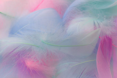 Close-up of colorful feathers