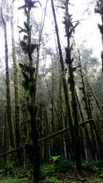 Trees in forest against sky