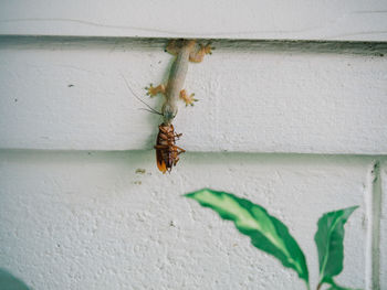 Close-up of insect on wall