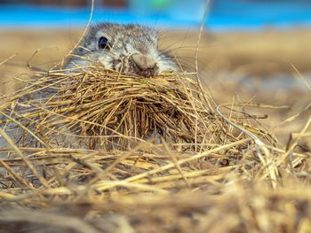 Close-up of squirrel on field