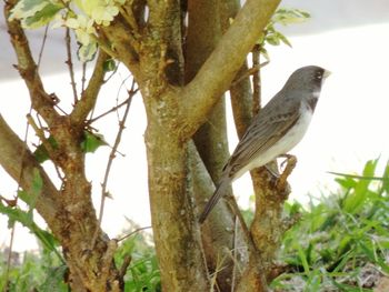 Low angle view of bird perching on tree against sky