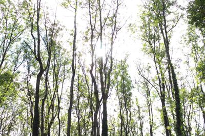 Low angle view of bamboo trees in forest