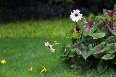 Close-up of flowers blooming in field