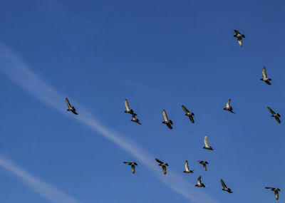 Low angle view of seagulls flying