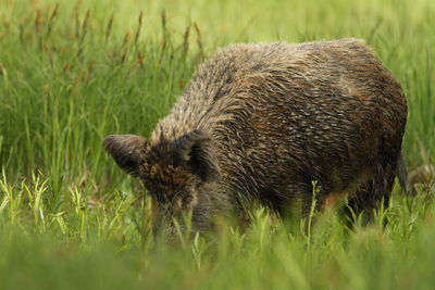 Wild boar in kopacki rit