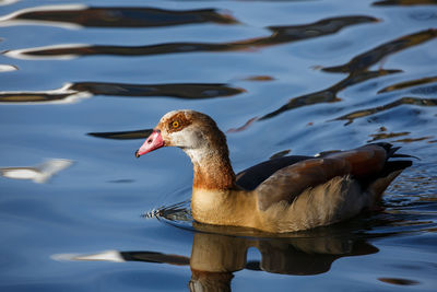 View of egyptian goose in lake