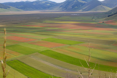 Scenic view of agricultural field