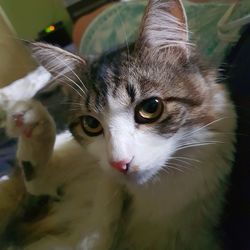 Close-up portrait of a cat