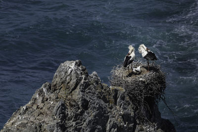 High angle view of bird on rock by sea