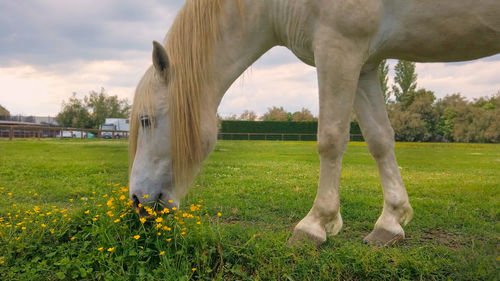 Horse grazing in field against sky