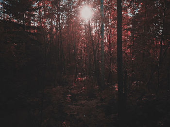 Sunlight streaming through trees in forest