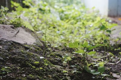 Close-up of plant growing on field