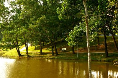 Trees by lake