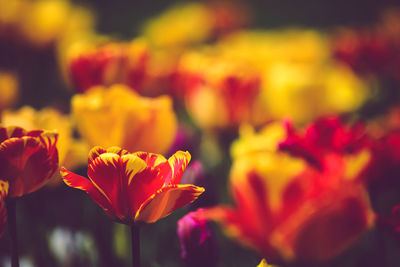 Close-up of red flower