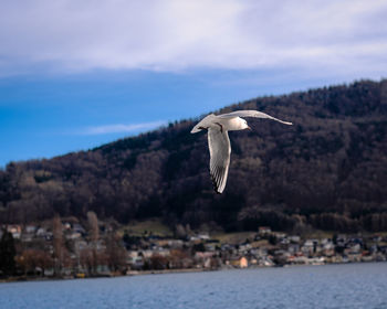 Flying seagull on a blurred background, lake seabird