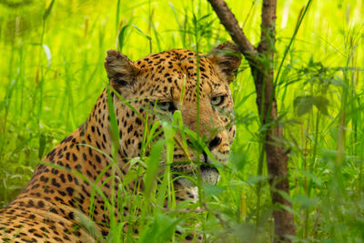 Leopard hiding in high grass.
