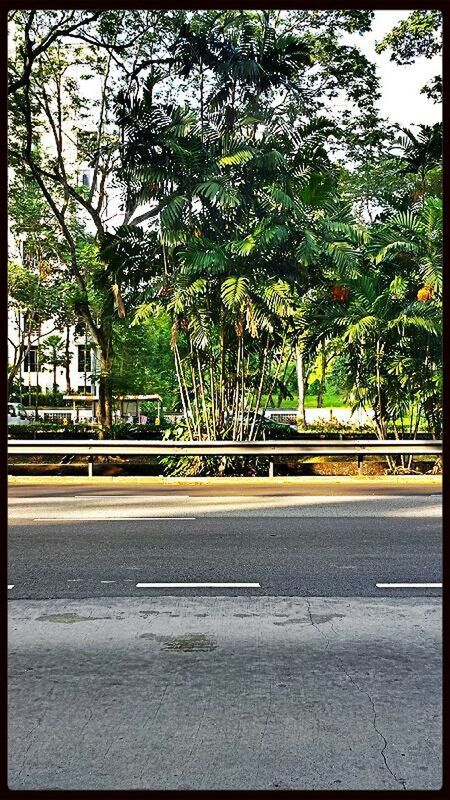 tree, transfer print, auto post production filter, transportation, the way forward, railing, growth, built structure, road, sunlight, architecture, diminishing perspective, day, green color, outdoors, no people, shadow, street, footpath, nature