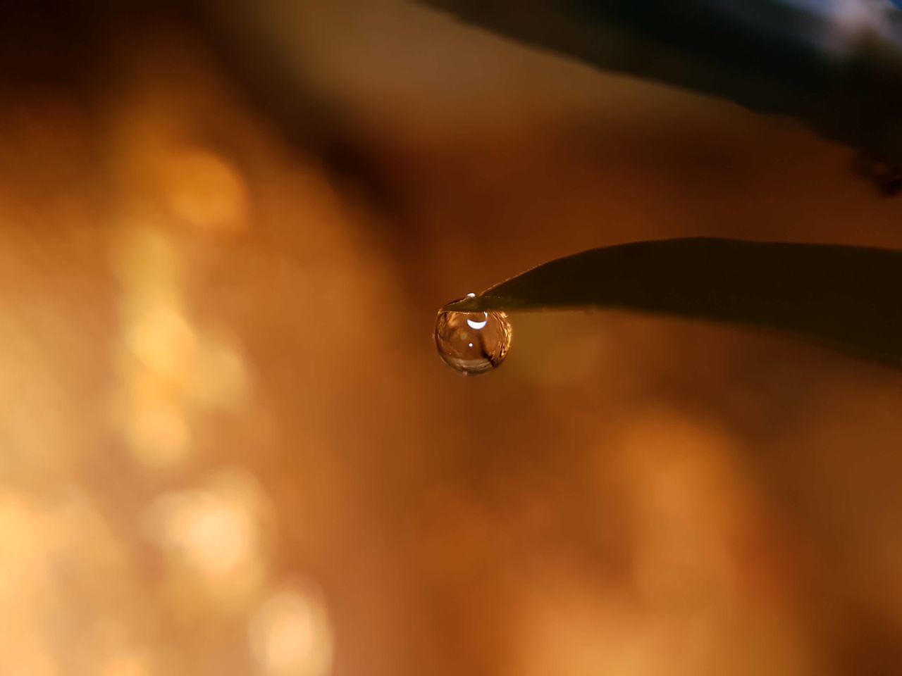 drop, water, nature, close-up, beauty in nature, wet, purity, no people, focus on foreground, freshness, plant, fragility, day, outdoors, leaf, dripping, growth, high-speed photography, splashing droplet, animal themes