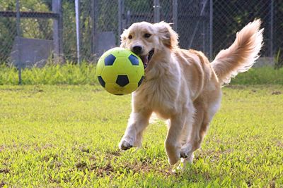 Dog playing soccer on field