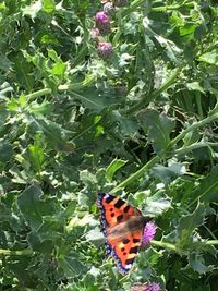 Close-up of butterfly pollinating on flower