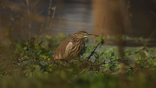 Bird perching on a field