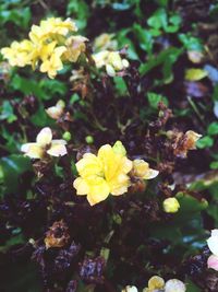 High angle view of yellow flowering plant