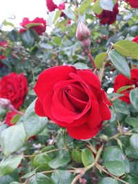 Close-up of red rose