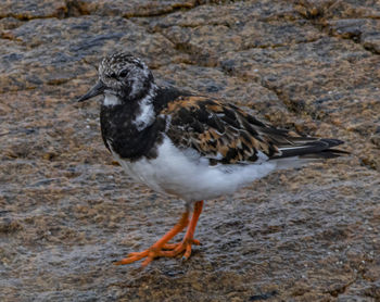 Close-up of seagull perching on rock