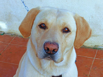 Close-up portrait of dog