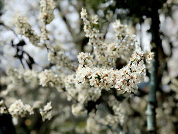 Close-up of white flowering plant