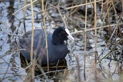 Close-up of bird in a lake